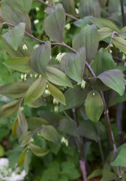Polygonatum x hybridum ‘Betberg’