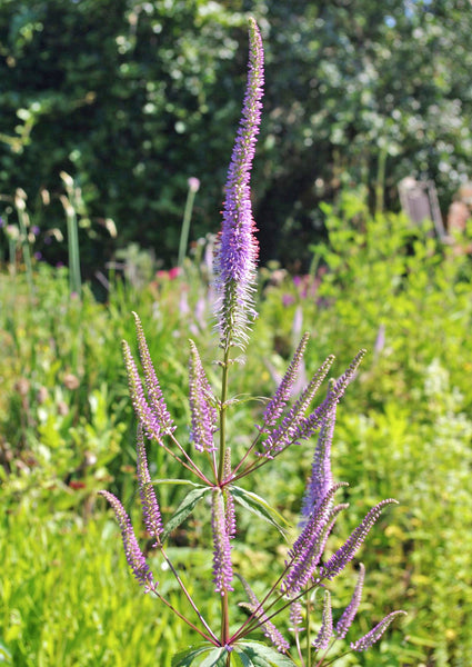 Veronicastrum virginicum f. roseum ‘Pink Glow’