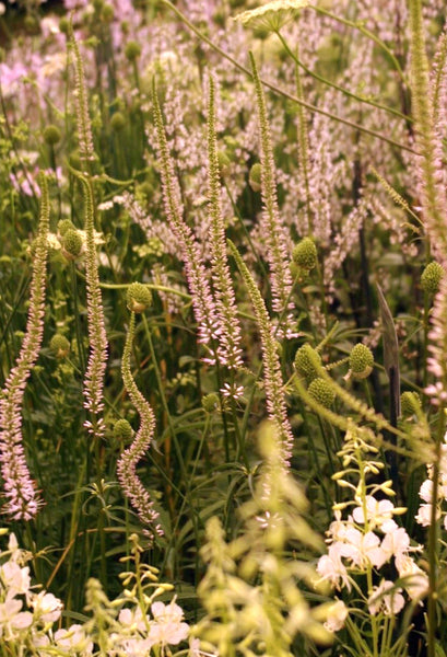 Veronicastrum virginicum ‘Lavendelturm’