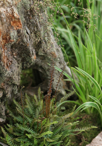 Blechnum penna-marina var alpina