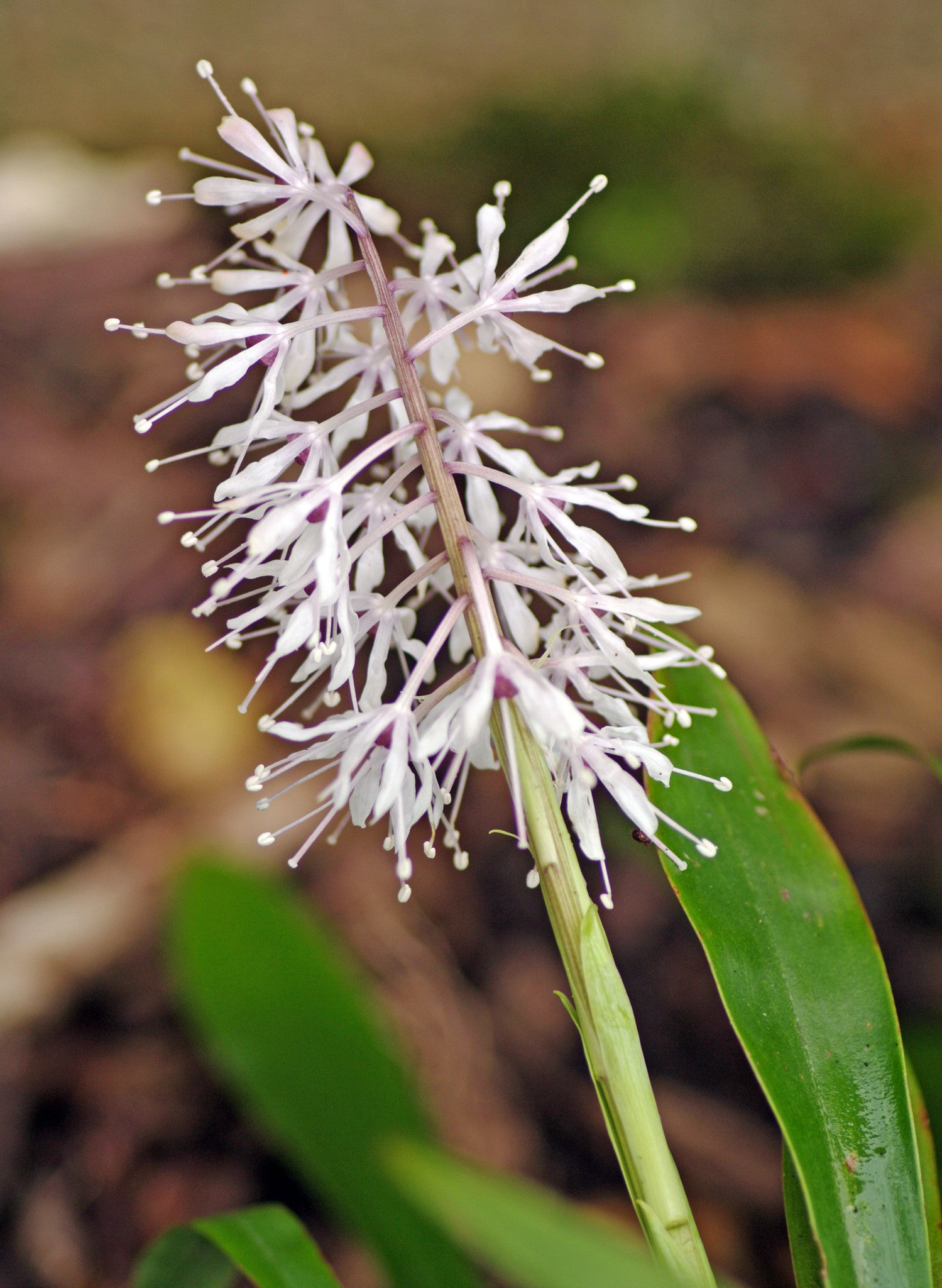 Ypsilandra thibetica