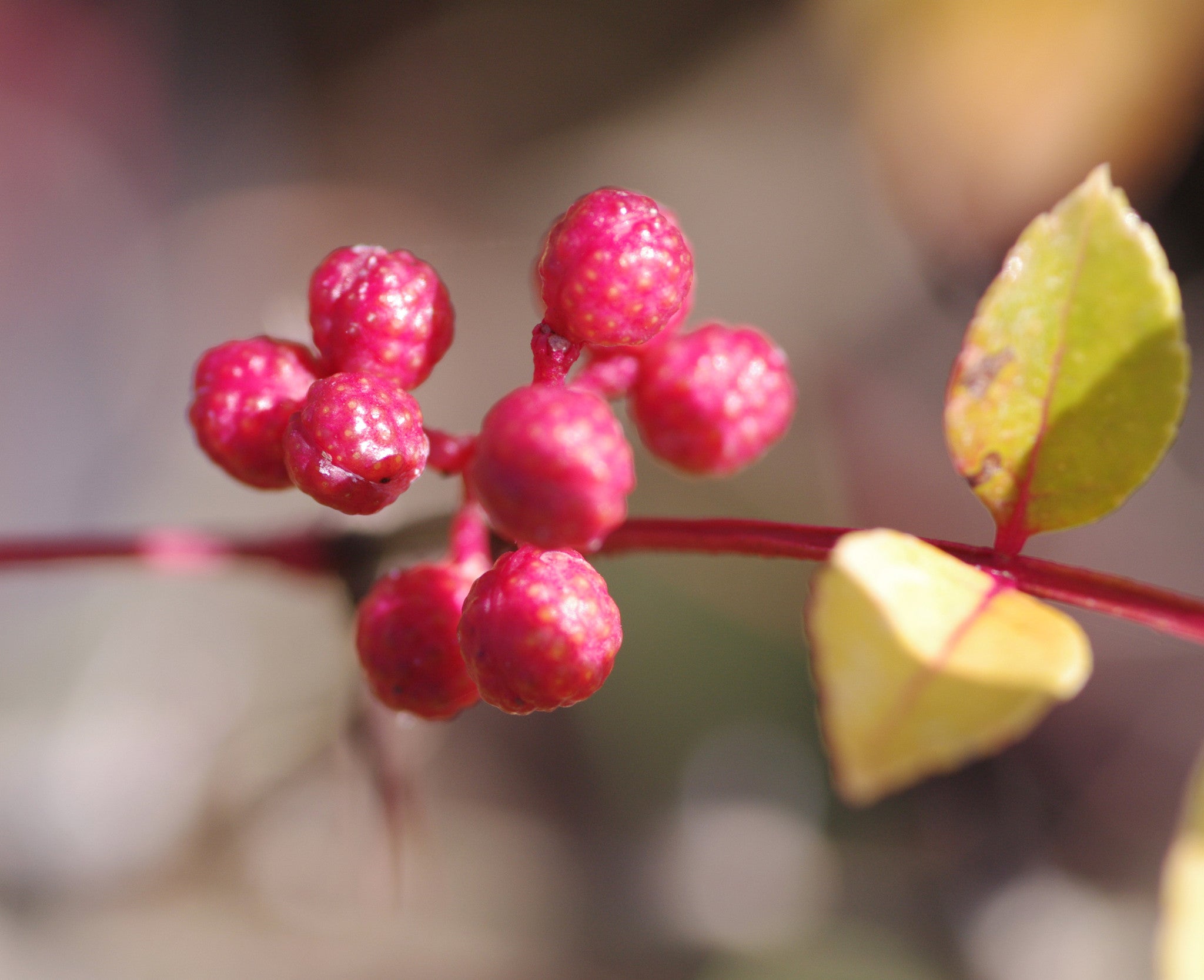 Zanthoxylum simulans