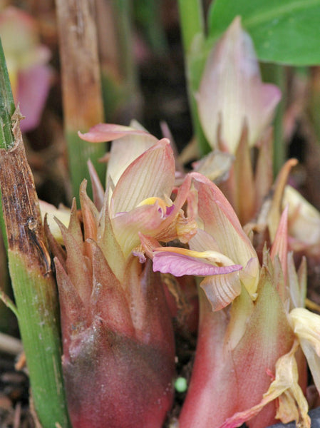 Zingiber mioga ‘Crûg's Zing’  BSWJ4379